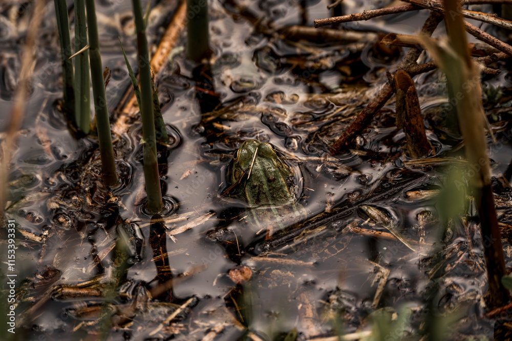 frog in dutch nature water wildlife frog in dutch nature water wildlife