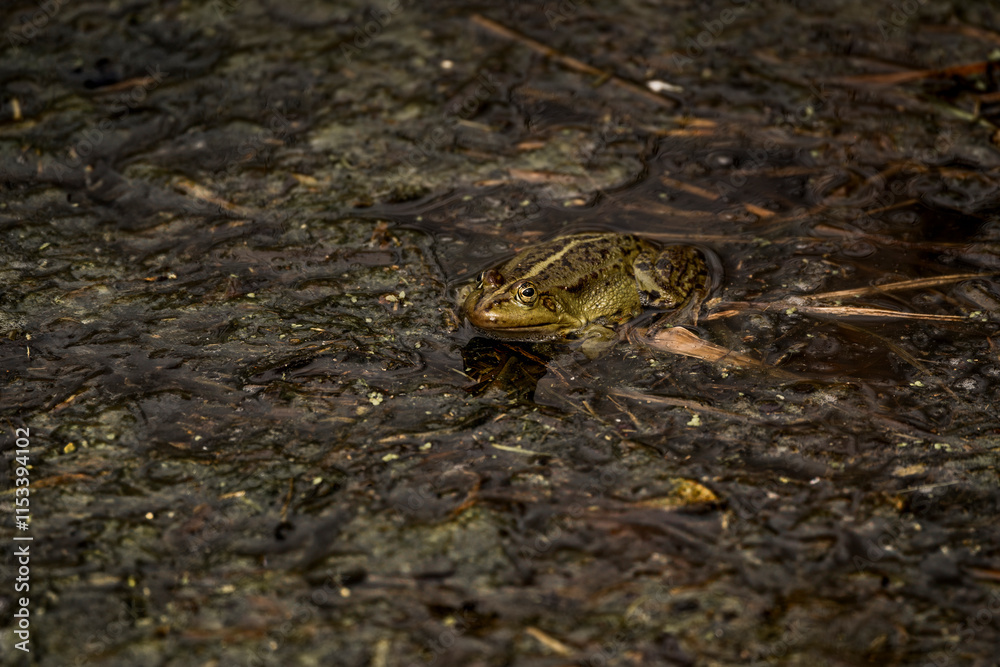 frog in dutch nature water wildlife frog in dutch nature water wildlife