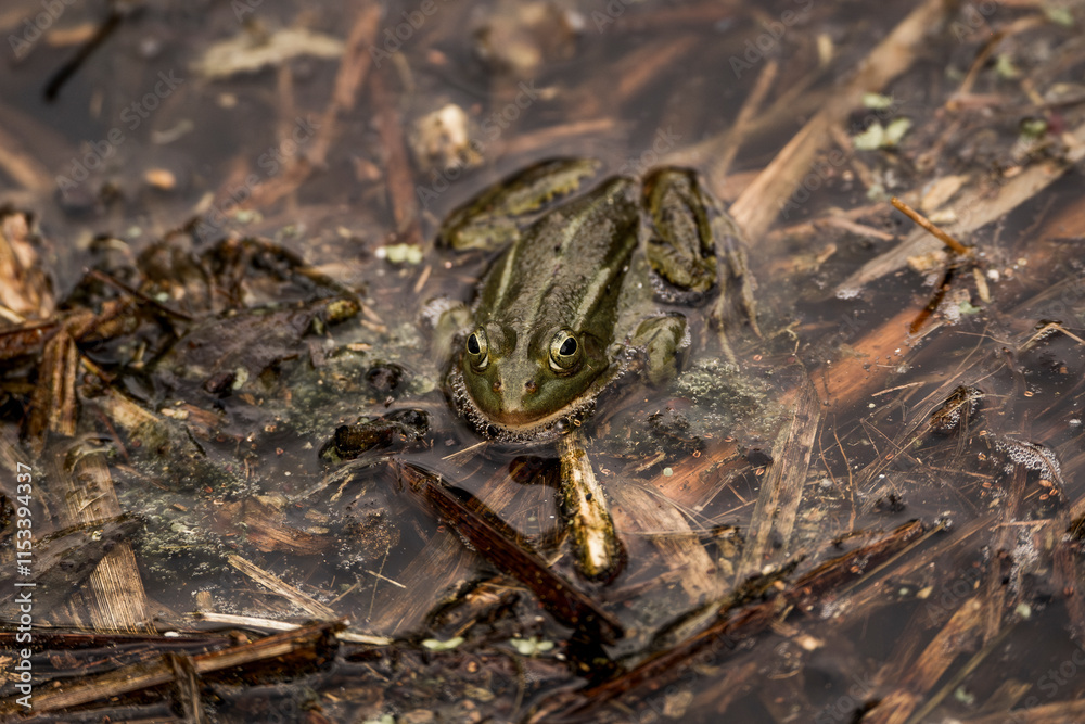 Fototapeta premium frog in dutch nature water wildlife