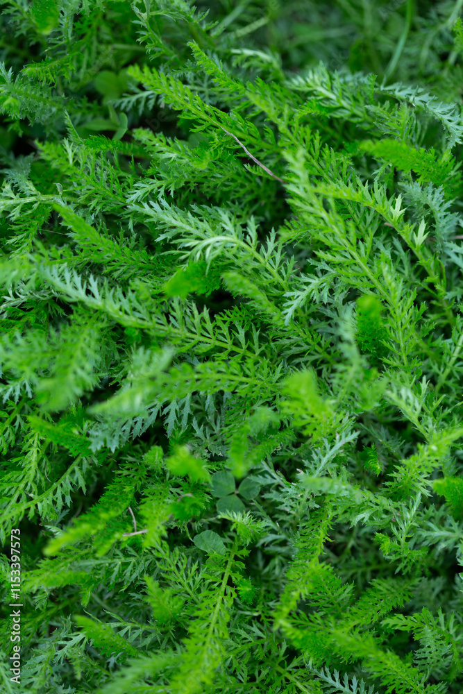 Green background with young yarrow leaves herbal Green background with young yarrow leaves herbal