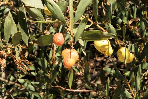 ‘Apple Galls’ on Coastal Wattle (Acacia sophorae), South Australia photo