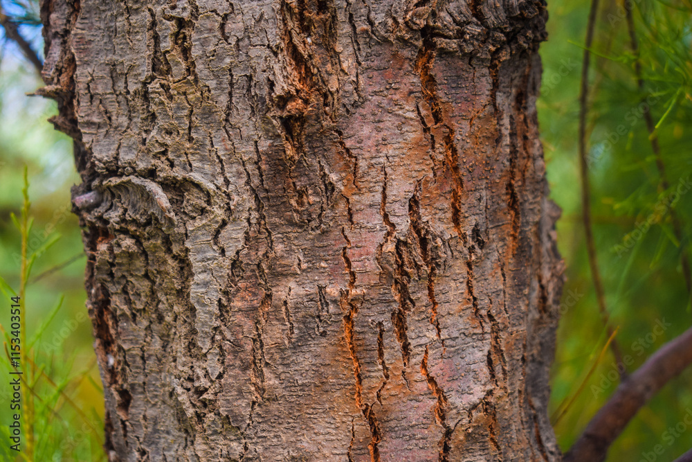 CloseUp Photo of a small, dense, small-stemmed evergreen tree trunk with green leaves,Thin green leaves on spruce branches and twigs, Fresh dew drops of Casuarina equisetifolia leaves CloseUp Photo of a small, dense, small-stemmed evergreen tree trunk with green leaves,Thin green leaves on spruce branches and twigs, Fresh dew drops of Casuarina equisetifolia leaves