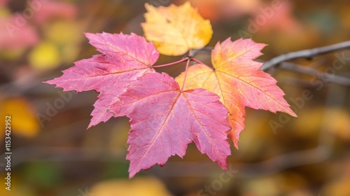 Autumn Maple Leaves Displaying Vibrant Colors