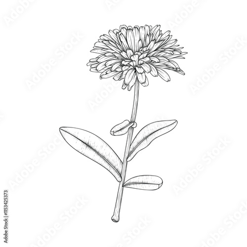 Hand drawn line art calendula flower stem isolated on white background