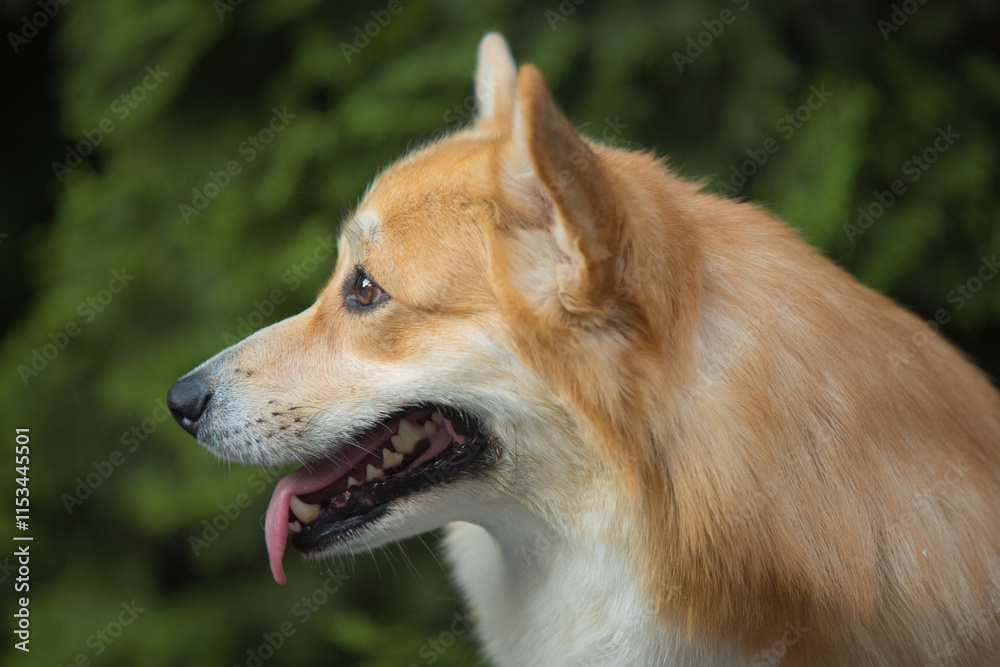 Pembroke Welsh Corgi running on green grass Pembroke Welsh Corgi running on green grass