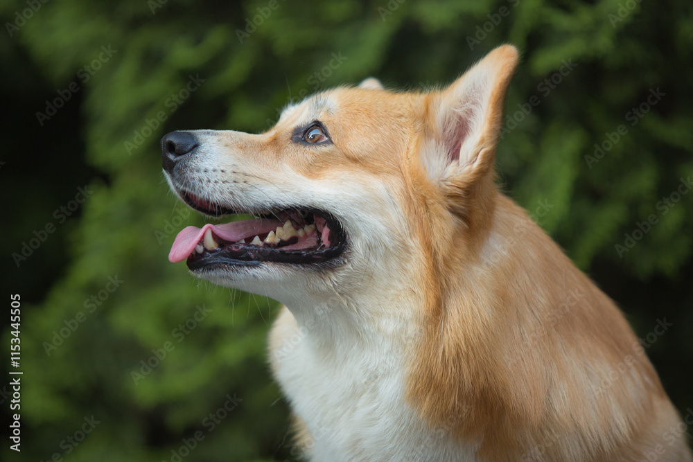 Pembroke Welsh Corgi running on green grass Pembroke Welsh Corgi running on green grass