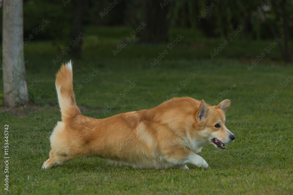Pembroke Welsh Corgi running on green grass