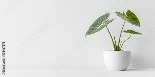 Alocasia montana tropical plant showcased in a white pot, set against a clean white background. This front view highlights the Alocasia montana s elegance, perfect for a Scandinavian style decor. photo