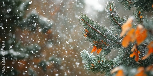 Pine leaves transformed in color amidst falling snow create a serene winter scene. The contrast of pine leaves and snowfall adds beauty to the tranquil landscape, showcasing nature s seasonal change. photo