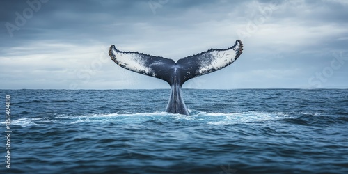 Humpback whale tail fluke captured gracefully rising above the water, showcasing the magnificent humpback whale tail fluke in its natural habitat, emphasizing the beauty of these majestic creatures. photo