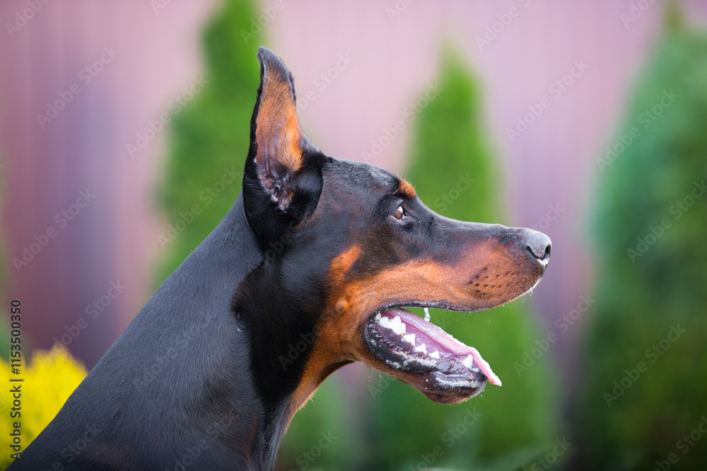 Doberman walking in a green area Doberman walking in a green area