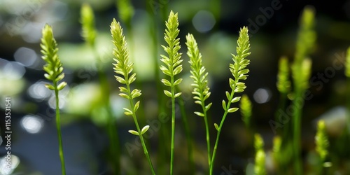 Fimbristylis littoralis, often referred to as lesser fimbry, is a fascinating plant species showcasing its unique characteristics. Explore lesser fimbry for its ecological significance and beauty. photo