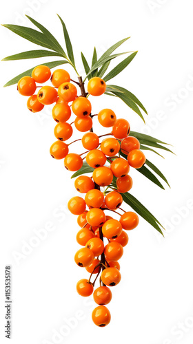 a branch of orange berries