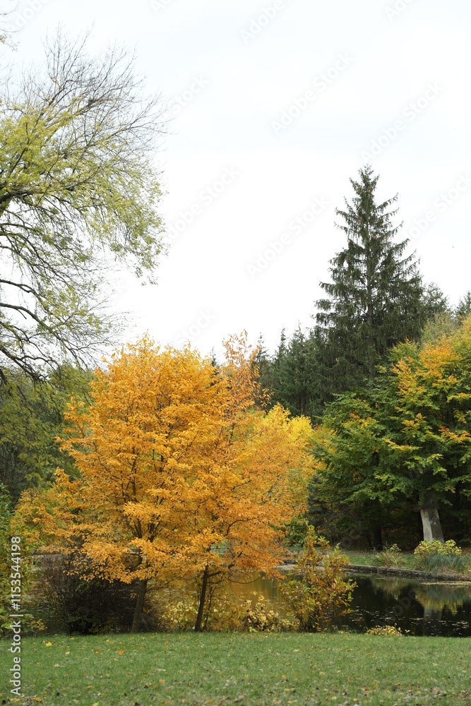 Naklejka premium Beautiful trees near pond in park. Picturesque autumn landscape