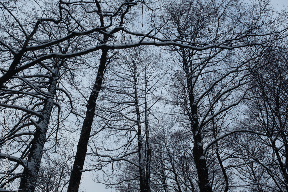 Winter forest landscape. Snow-covered trees backgrounded gray sky. Fairytale cloudy background for publication, poster, calendar, post, screensaver, wallpaper, cover, website. High quality photo Winter forest landscape. Snow-covered trees backgrounded gray sky. Fairytale cloudy background for publication, poster, calendar, post, screensaver, wallpaper, cover, website. High quality photo