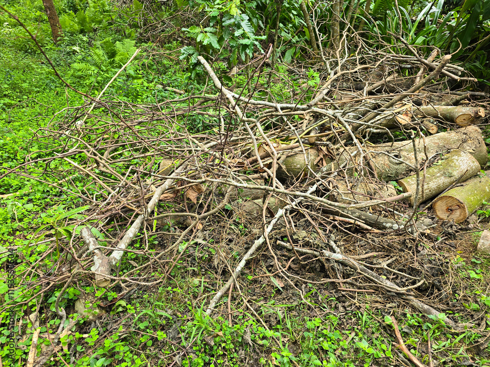 Tree Trunk with Visible Growth Rings Lying on the Ground at a Lumberyard Tree Trunk with Visible Growth Rings Lying on the Ground at a Lumberyard
