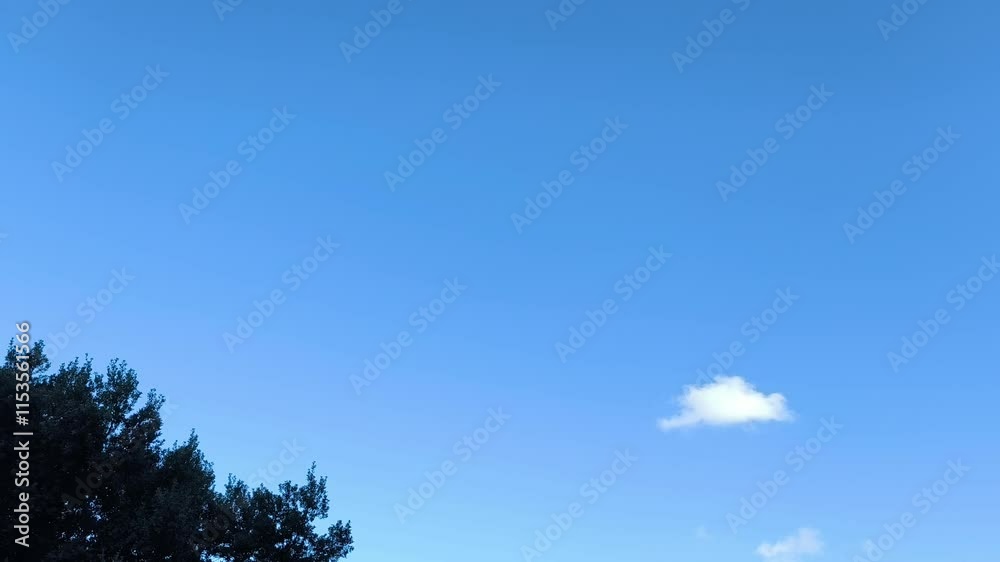 Forest in which a white cloud is visible between the branches of the big tree Forest in which a white cloud is visible between the branches of the big tree