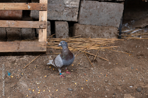 A carrier pigeon with grey feathers