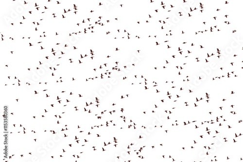 drops of rain