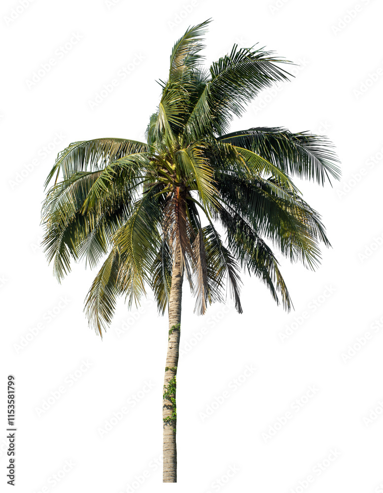 Obraz premium Coconut tree on transparent background with clipping path and alpha channel..