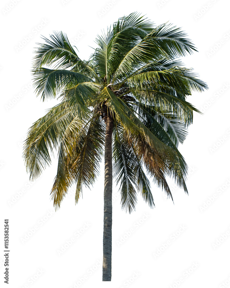 Obraz premium Coconut tree on transparent background with clipping path and alpha channel..
