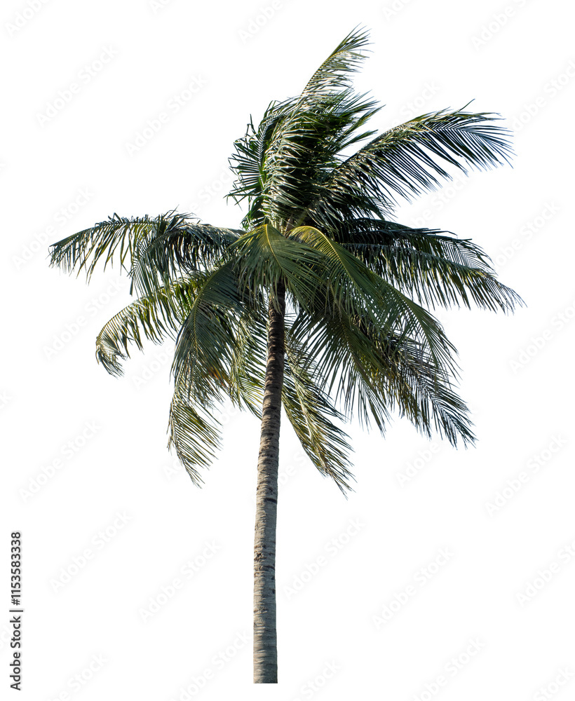 Obraz premium Coconut tree on transparent background with clipping path and alpha channel..