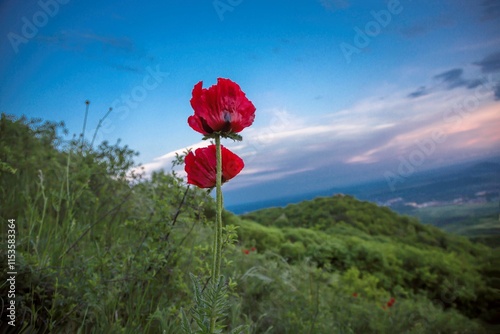 Red poppies on a green meadow. Plants from the Red Book