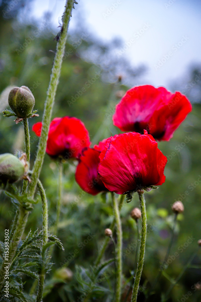 Obraz premium Red poppies on a green meadow. Plants from the Red Book