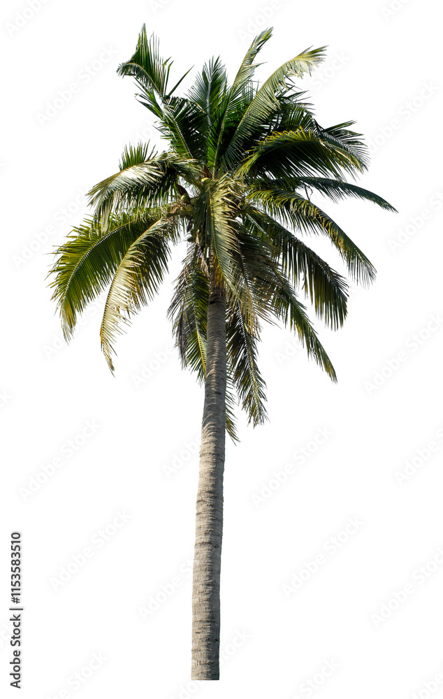 Obraz premium Coconut tree on transparent background with clipping path and alpha channel..