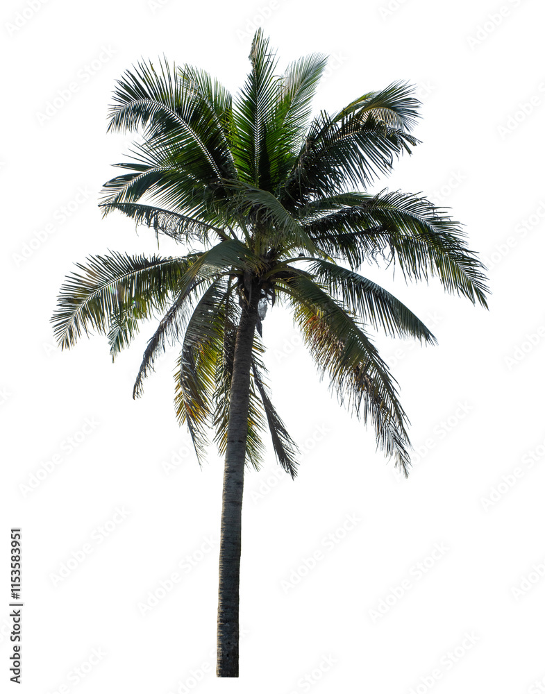 Obraz premium Coconut tree on transparent background with clipping path and alpha channel..
