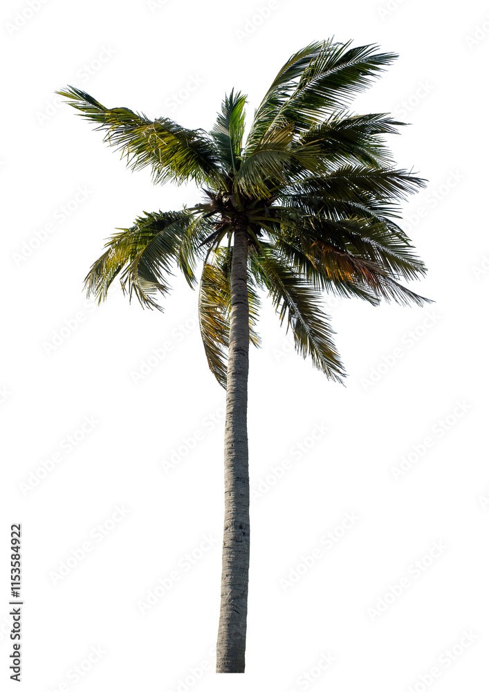 Obraz premium Coconut tree on transparent background with clipping path and alpha channel..