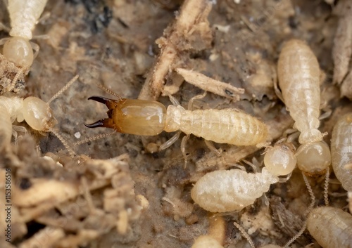 Close-Up of Eastern Subterranean Soldier Termite in Natural Habitat