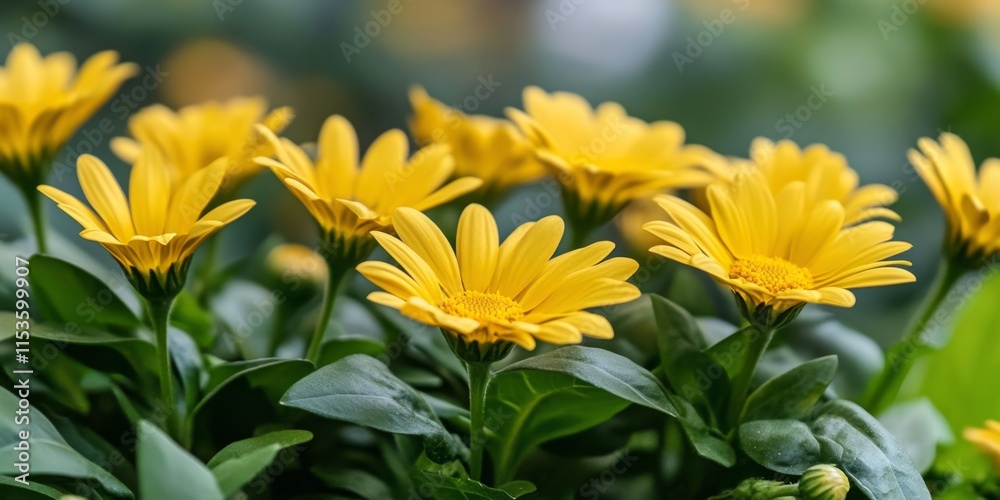 vibrant yellow flowers blooming in a lush garden, showcasing the beauty of yellow flowers in nature and their delightful presence in a serene outdoor environment filled with yellow flowers. vibrant yellow flowers blooming in a lush garden, showcasing the beauty of yellow flowers in nature and their delightful presence in a serene outdoor environment filled with yellow flowers.