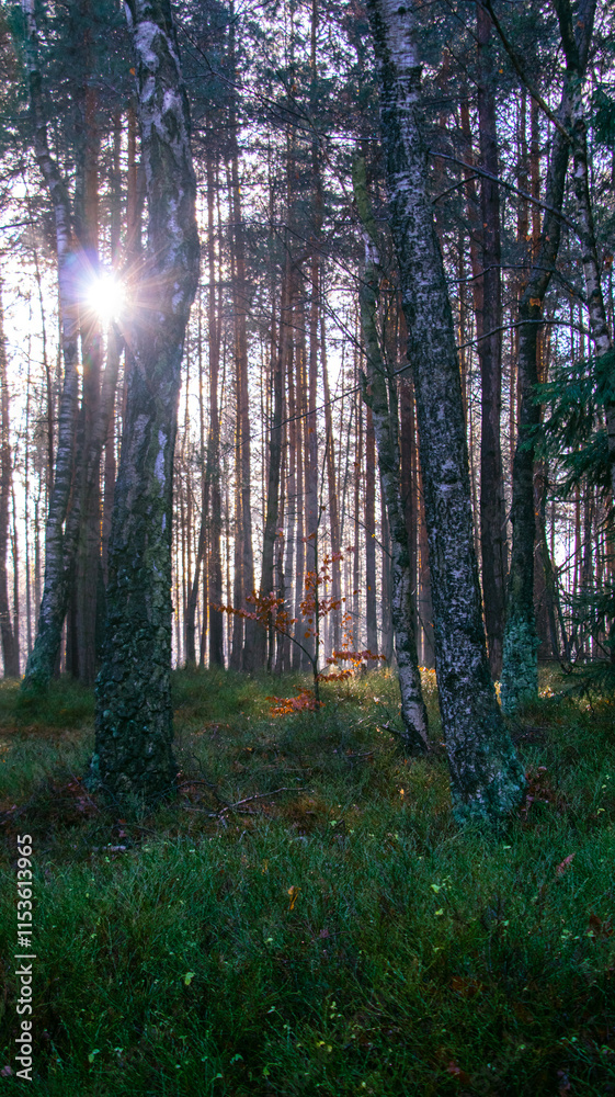 Fototapeta premium morning in the forest