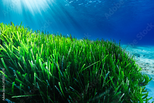 A Posidonia seagrass meadow under the sun