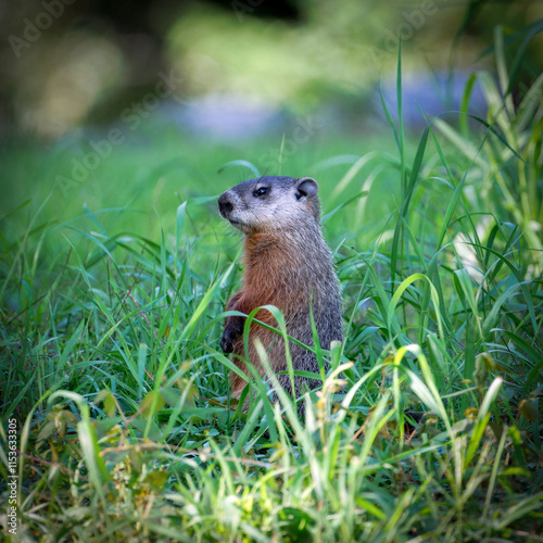 Marmotte