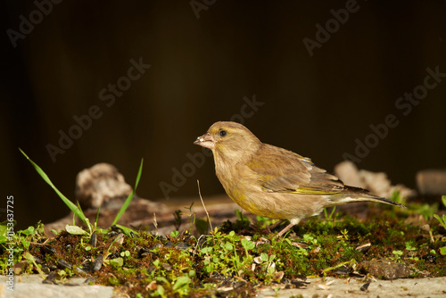 verderón europeo o verderón común​ (Chloris chloris)​ en el estanque del bosque	
 photo