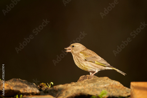 verderón europeo o verderón común​ (Chloris chloris)​ posado en un tronco	 photo