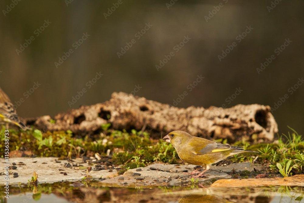 verderón europeo o verderón común (Chloris chloris) en el estanque del bosque
verderón europeo o verderón común (Chloris chloris) en el estanque del bosque