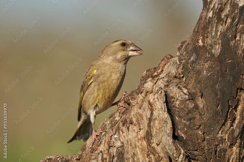 Fototapeta premium verderón europeo o verderón común​ (Chloris chloris)​ posado en un tronco
