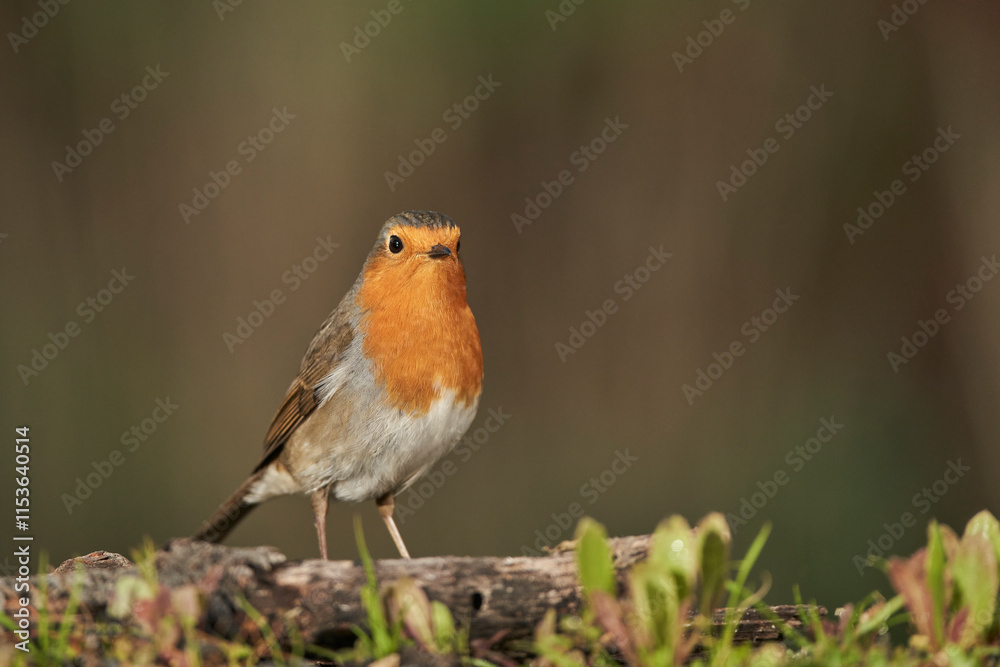 petirrojo europeo (Erithacus rubecula) posado en el suelo petirrojo europeo (Erithacus rubecula) posado en el suelo
