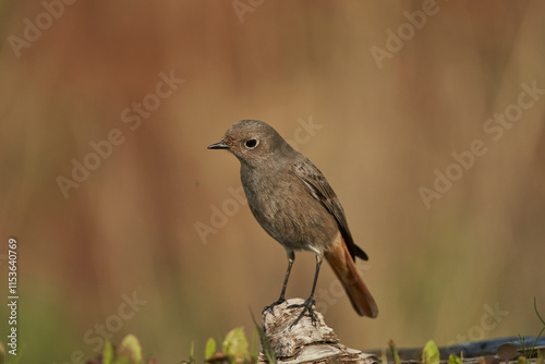 colirrojo tizón hembra (Phoenicurus ochruros) en el estanque del parque photo