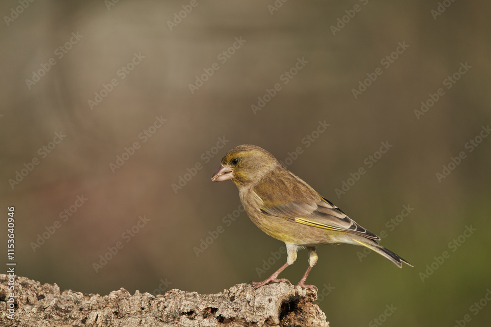verderón europeo o verderón común (Chloris chloris) posado en un tronco verderón europeo o verderón común (Chloris chloris) posado en un tronco