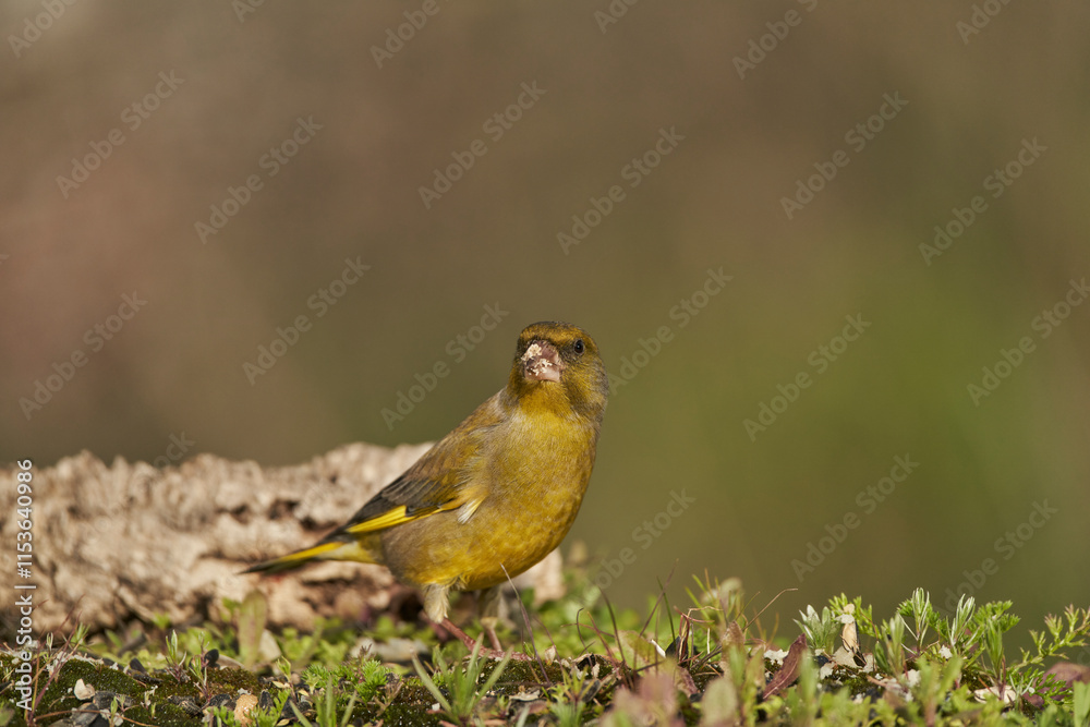 verderón europeo o verderón común (Chloris chloris) posado en un tronco verderón europeo o verderón común (Chloris chloris) posado en un tronco