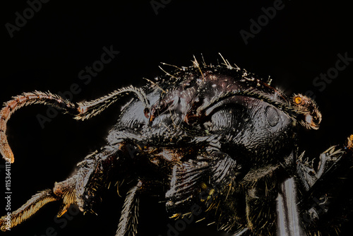 Cabeza de Hormiga alada (alua) en macro extremo photo