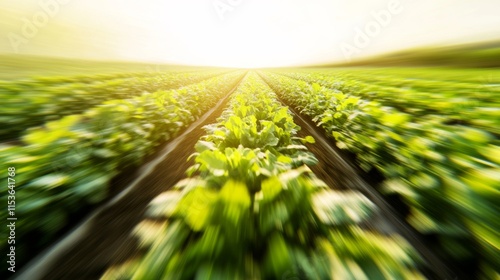 Serene Agriculture Scene with Soft Motion Blur photo