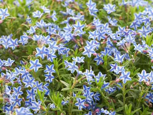 Lithodora diffusa 'Star' photo