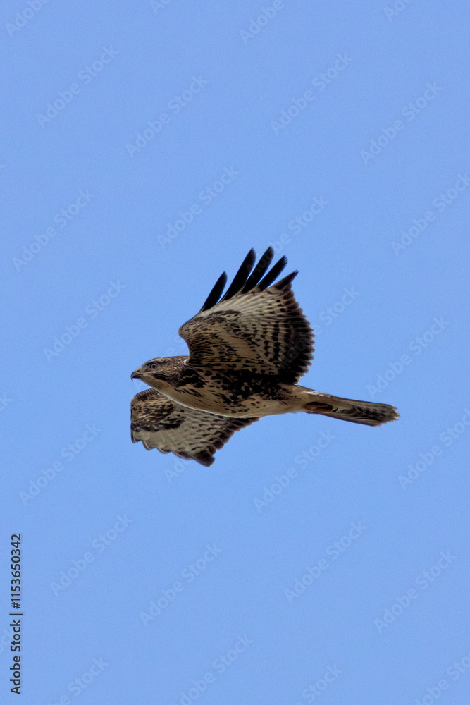 Fototapeta premium Common Buzzard (Buteo buteo), spotted over Baldoyle Racecourse, Dublin; common in Europe
