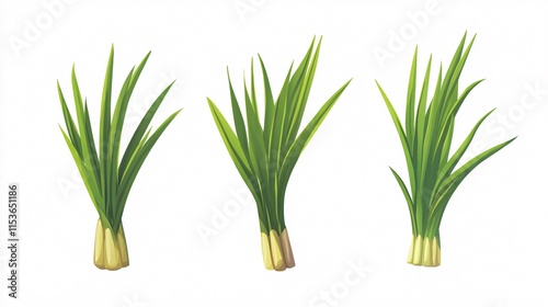 Fresh Lemongrass Vector Illustration for Singing Concept