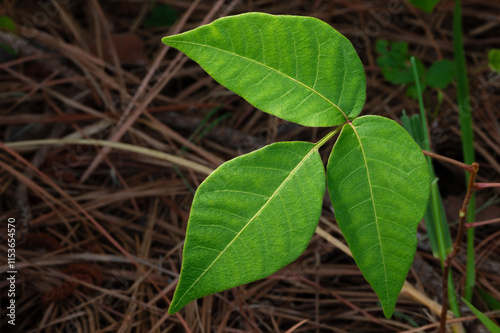 Poison ivy plant coming up in a forest